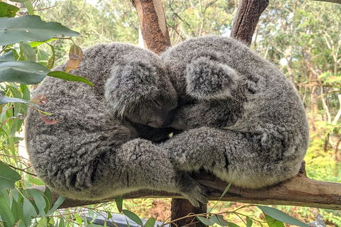 Australian Wildlife & Waterfalls Private Tour With 'Personalised Sydney Tours' - Sydneys Hotel 2