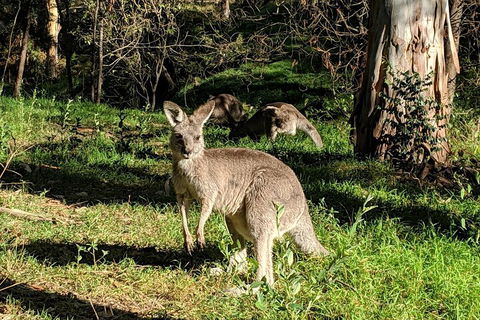 Australian Wildlife & Waterfalls Private Tour With 'Personalised Sydney Tours' - Sydneys Hotel 3
