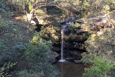 Australian Wildlife & Waterfalls Private Tour With 'Personalised Sydney Tours' - Sydneys Hotel 5