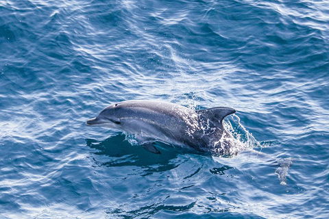 All Inclusive Dolphin And Tangalooma Wrecks Cruise - Sydneys Hotel 1