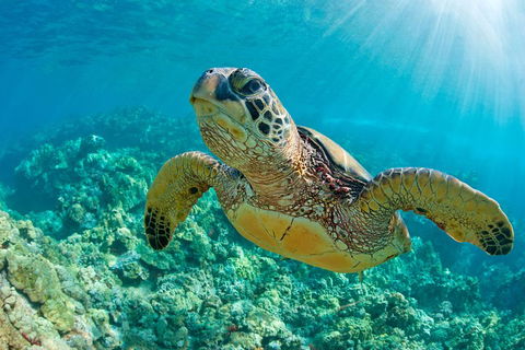 All Inclusive Dolphin And Tangalooma Wrecks Cruise - Sydneys Hotel 3