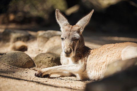Sydney Taronga Zoo's Australian Animals Tour - Sydneys Hotel 2