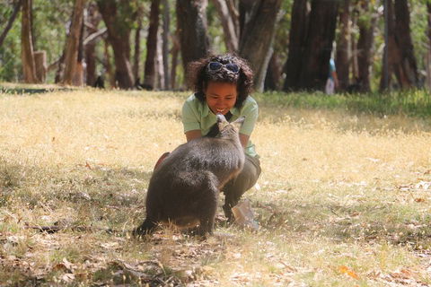 Cleland Wildlife Park Tour From Adelaide Including Mount Lofty Summit - Sydneys Hotel 1