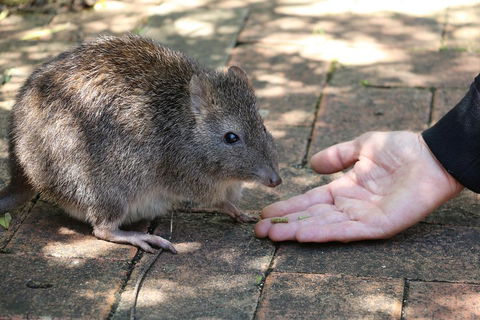 Cleland Wildlife Park Tour From Adelaide Including Mount Lofty Summit - Sydneys Hotel 2