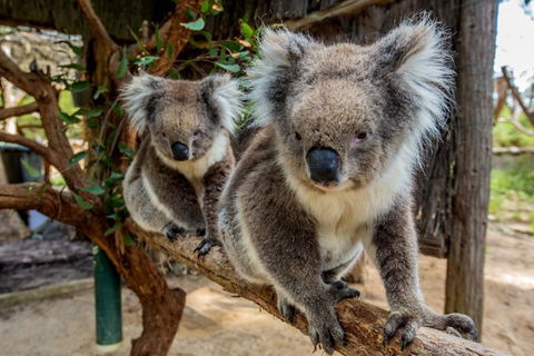 Cleland Wildlife Park Tour From Adelaide Including Mount Lofty Summit - Sydneys Hotel 3