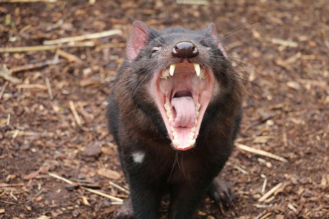 Cleland Wildlife Park Tour From Adelaide Including Mount Lofty Summit - Sydneys Hotel 4