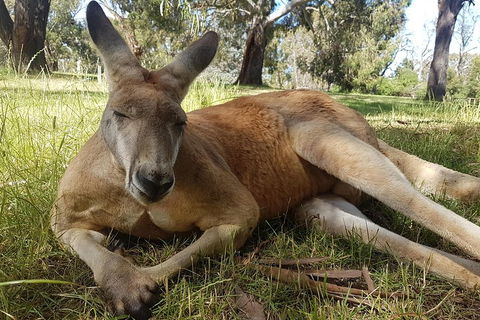 Cleland Wildlife Park Tour From Adelaide Including Mount Lofty Summit - Sydneys Hotel 5