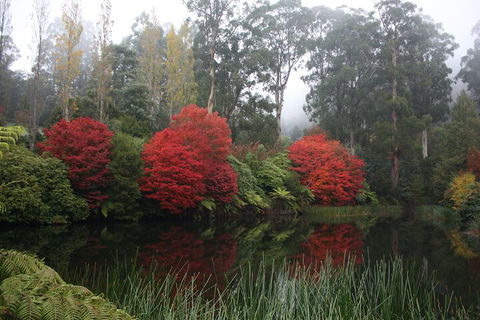 LGBT+ Friendly Full Day Yarra Valley & Dandenong Ranges Private Tour - Sydneys Hotel 2
