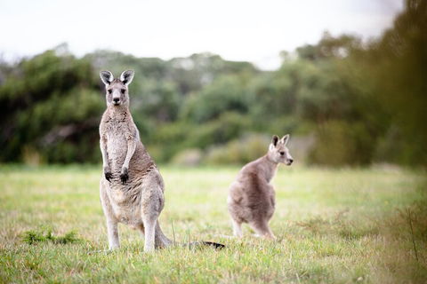 LGBT+ Friendly 3 Day Tour The Grampians, Daylesford & Ballarat - Sydneys Hotel 2