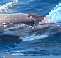 Jervis Bay Dolphin Watch Cruise - Sydneys Hotel