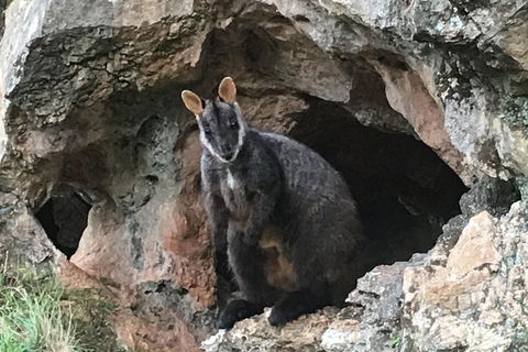 Inside The Greater Blue Mountains World Heritage - A Wildlife Safari Overnight - Sydneys Hotel 1