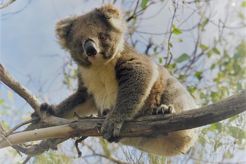 Kangaroo Island Scenic Trail Tour - Sydneys Hotel 2
