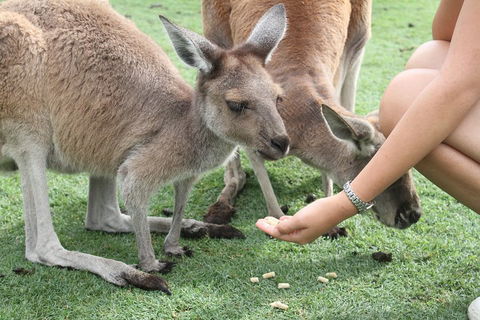 Pinnacles Desert, Koalas And Sandboarding 4WD Day Tour From Perth - Sydneys Hotel 1