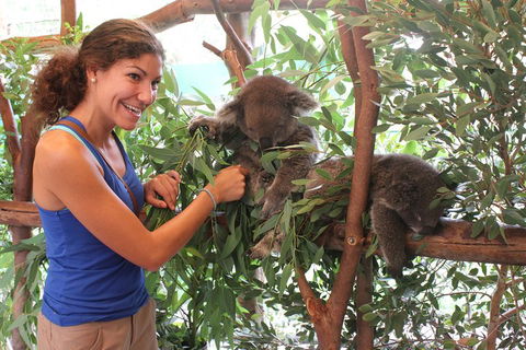 Pinnacles Desert, Koalas And Sandboarding 4WD Day Tour From Perth - Sydneys Hotel 5