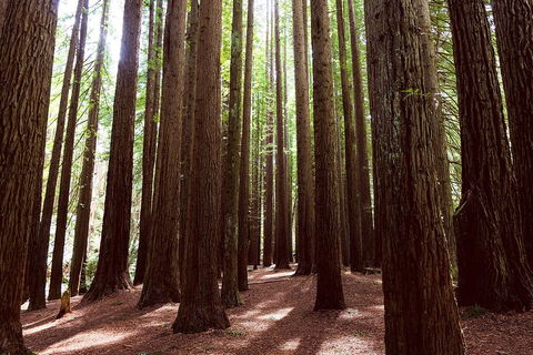 Small Group - Yarra Valley & Dandenong Ranges Hike From Melbourne - Sydneys Hotel 5