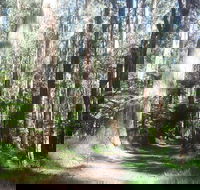 Dandenong Ranges Private Tour Including William Ricketts Sanctuary - Sydneys Hotel