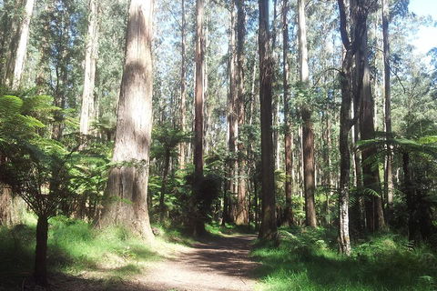 Dandenong Ranges Private Tour Including William Ricketts Sanctuary - Sydneys Hotel 0