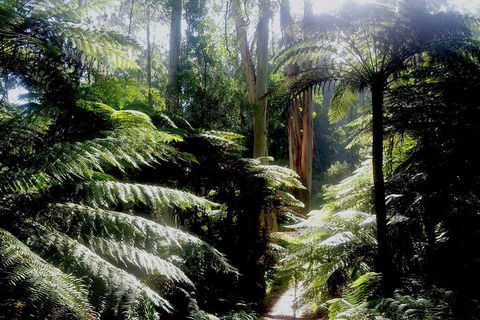 Dandenong Ranges Private Tour Including William Ricketts Sanctuary - Sydneys Hotel 1