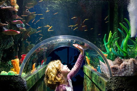 Melbourne BIG Ticket - LEGOLAND Discovery And SEA LIFE Melbourne - Sydneys Hotel 2