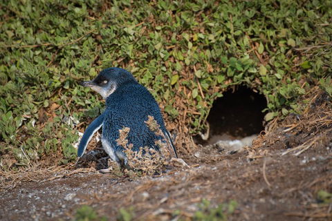 Small-Group Phillip Island Penguin Parade Day Tour From Melbourne - Sydneys Hotel 1
