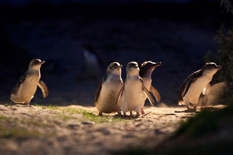 Small-Group Phillip Island Penguin Parade Day Tour From Melbourne - Sydneys Hotel 5