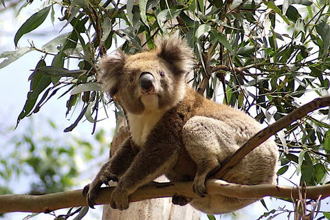 Melbourne Combo: Great Ocean Road, Puffing Billy, Moonlit Sanctuary & Penguins - Sydneys Hotel 3