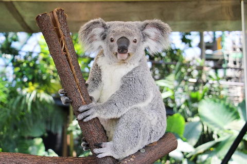 Cairns ZOOM And Wildlife Dome - Sydneys Hotel 0