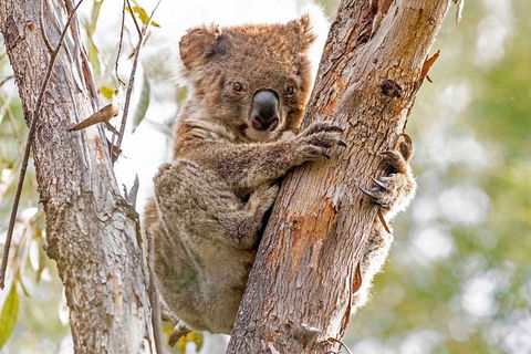 Wild Australian Wildlife 4WD Tour From Sydney - Sydneys Hotel 1