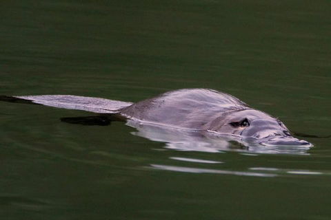 Wild Australian Wildlife 4WD Tour From Sydney - Sydneys Hotel 2