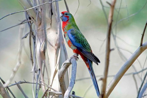 Wild Australian Wildlife 4WD Tour From Sydney - Sydneys Hotel 5