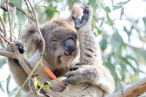 Great Ocean Road Reverse Itinerary With 12 Apostles From Melbourne - Sydneys Hotel 1