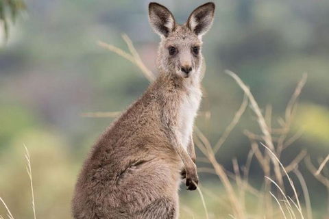 Sydney Wine Tour â€“ Wine, Waves & Wildlife In South Coast - Sydneys Hotel 4