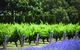 Ultimate Penfolds Magill Estate Experience - thumb 1