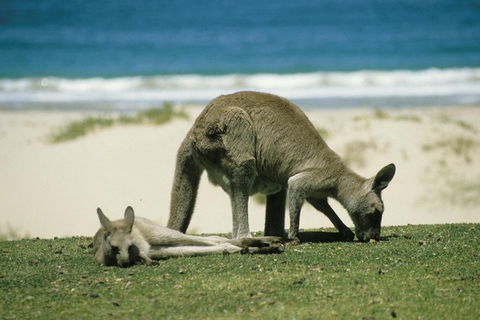 Great Ocean Road Full Coastal Tour - 3 Days, 2 Nights - Sydneys Hotel 1