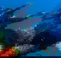 Scuba Dive the S.S. Yongala Wreck on the Great Barrier Reef. - Sydneys Hotel